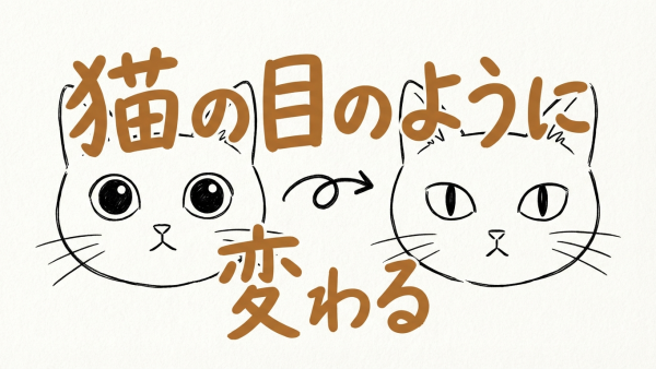 「猫の目のように変わる」の意味・由来とは？例文でわかりやすく解説！