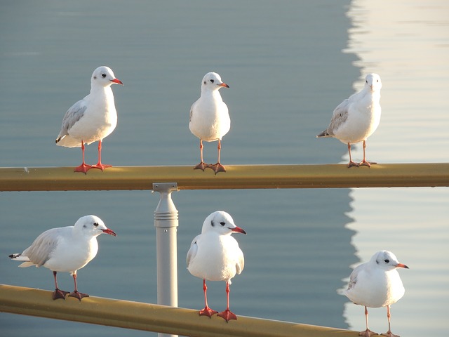 seagulls-781672_640